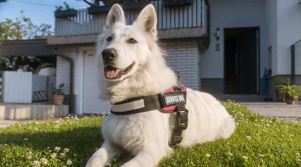 How is Hook & Loop Used in Pet Products?